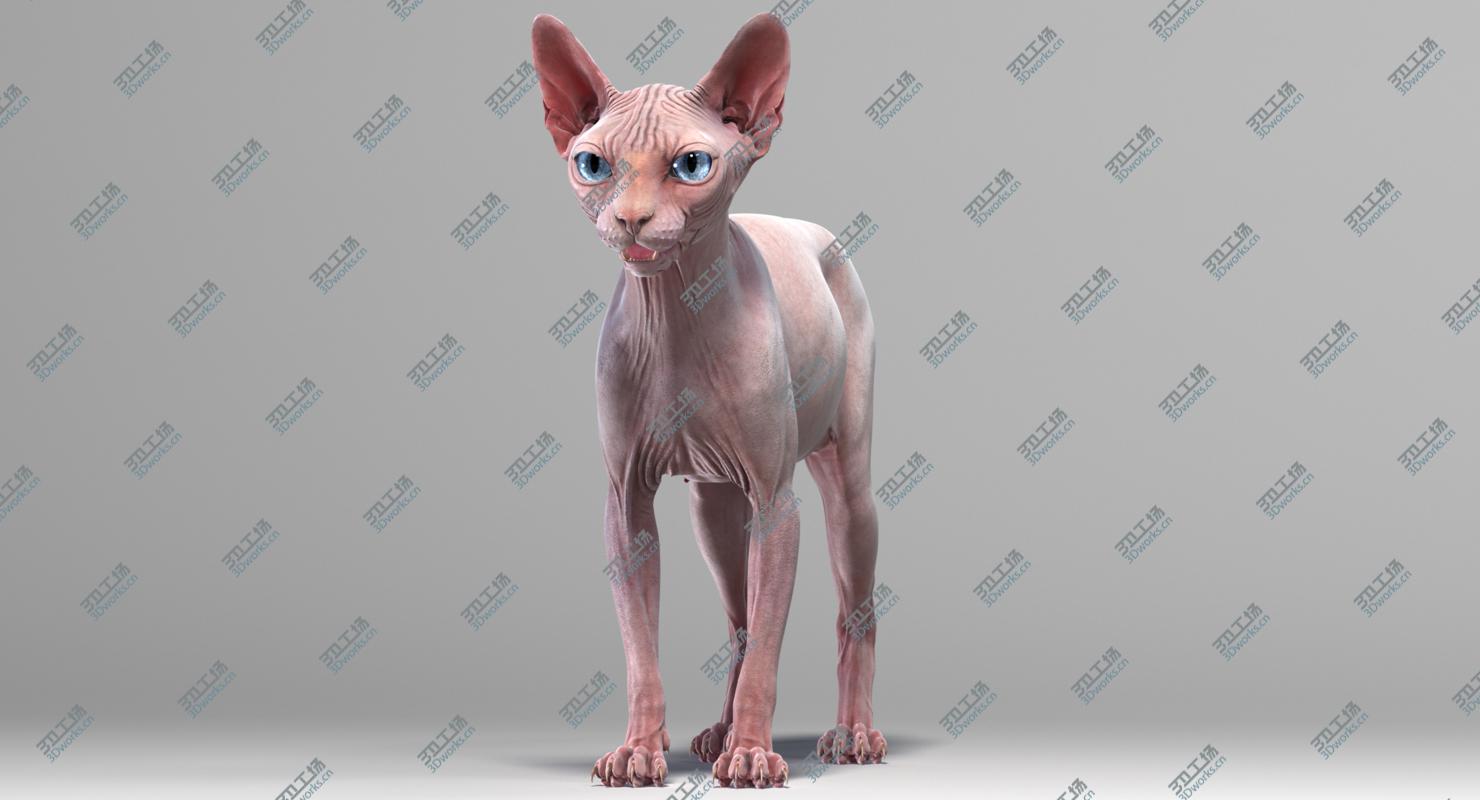 images/goods_img/2021040165/Sphynx Cat (2) 3D model/3.jpg